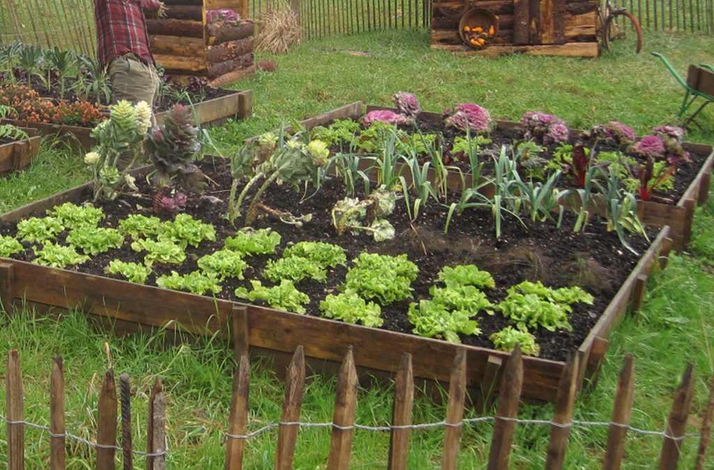 Vente de plants d’ornement ou potagers